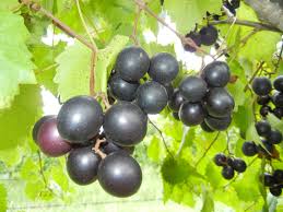 muscadinesjpg