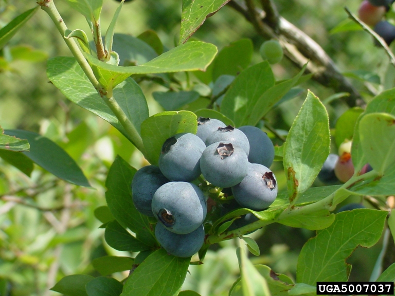 You Can Prune and Fertilize Blueberries After Harvest