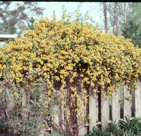 Gelsemium sempervirens