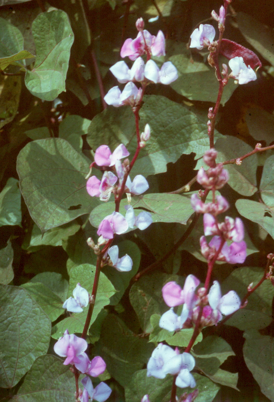 Take a look at these vines for Louisiana landscapes