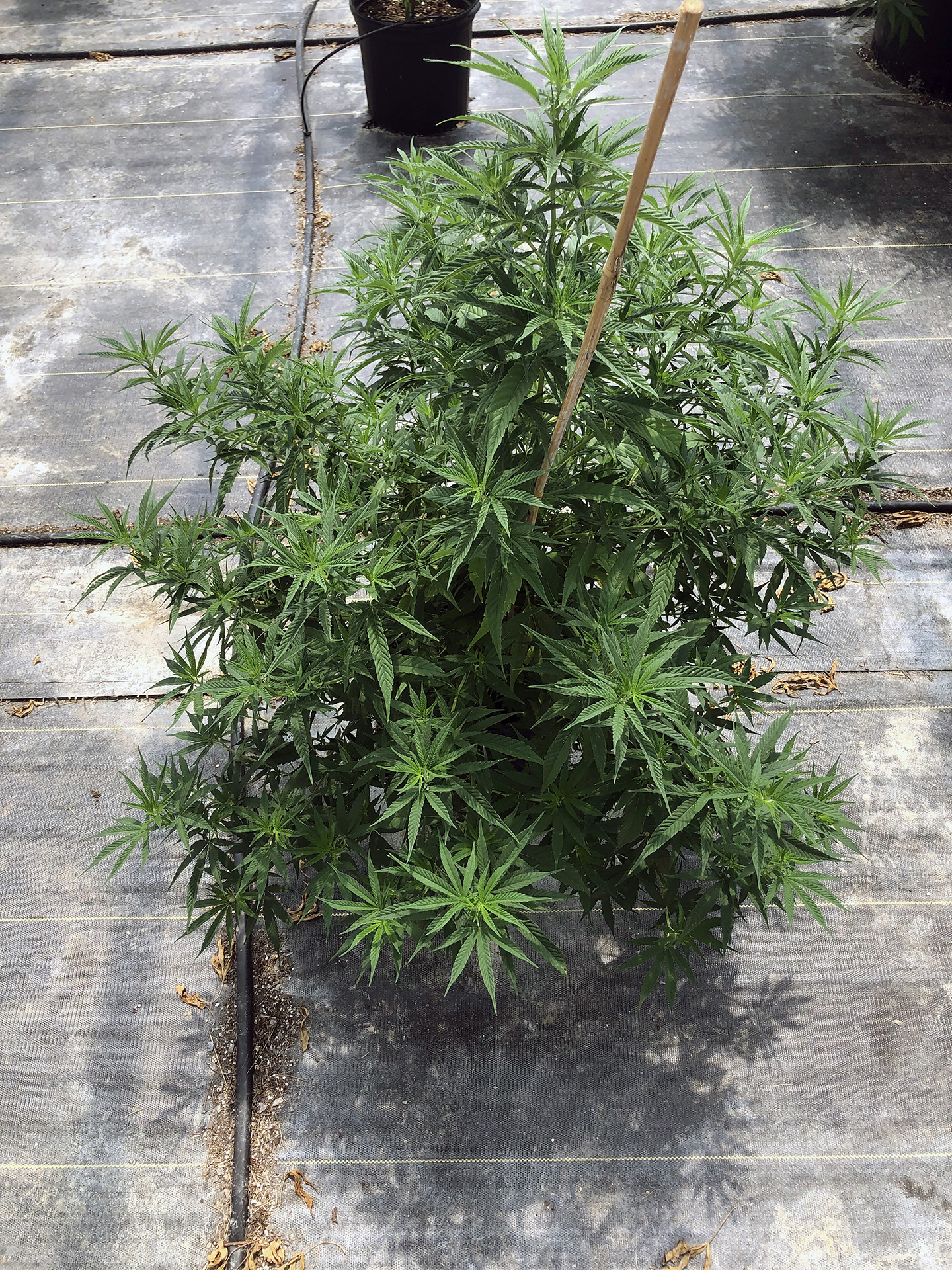 Picture of a dark green potted cannabis plant.
