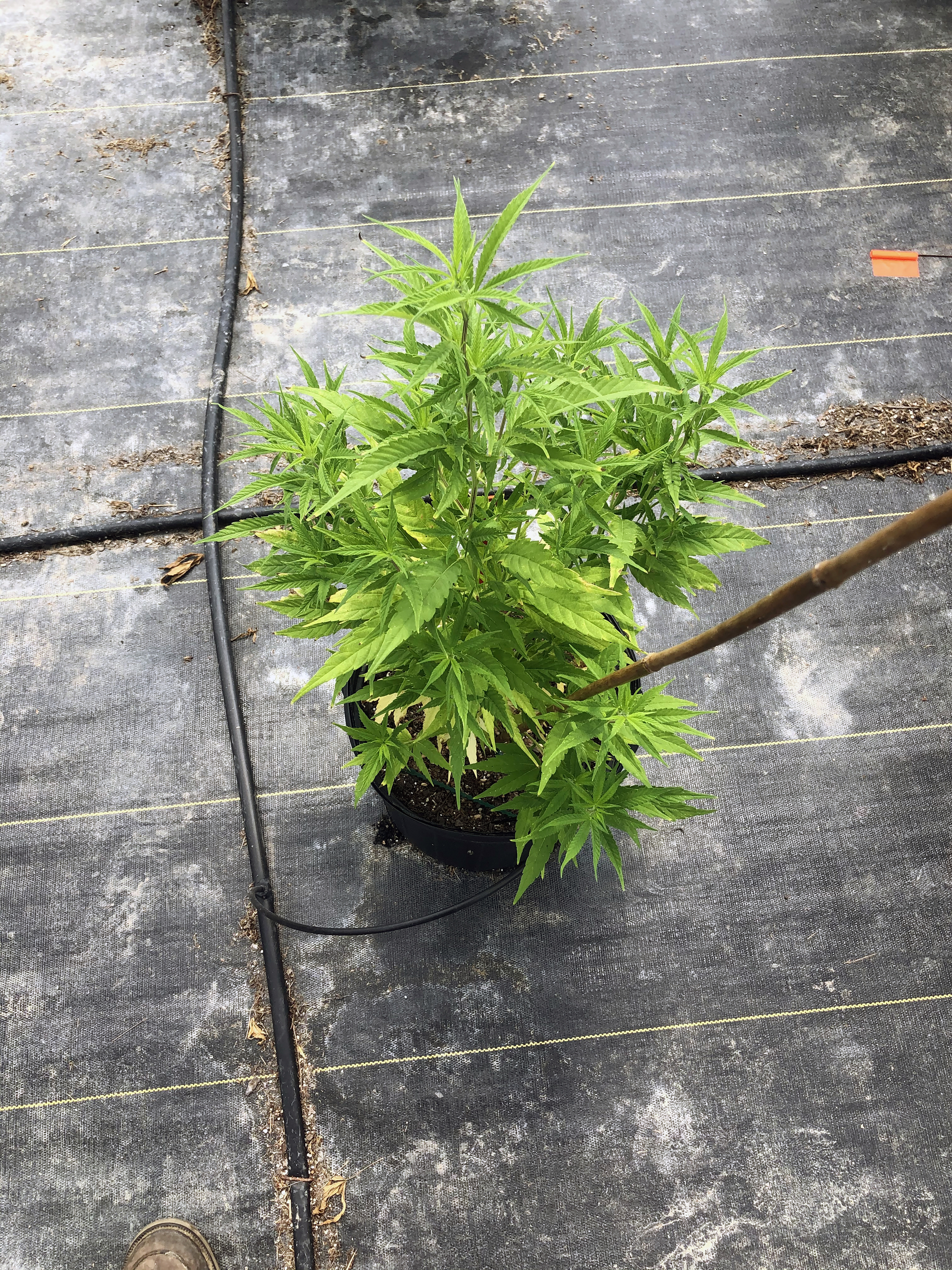 Picture of a light green potted cannabis plant.