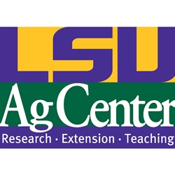 Borlaug fellow shares rice research findings