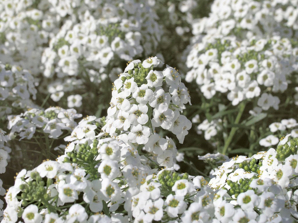 Sweet alyssum hybrids enhance cool-season containers, landscape beds