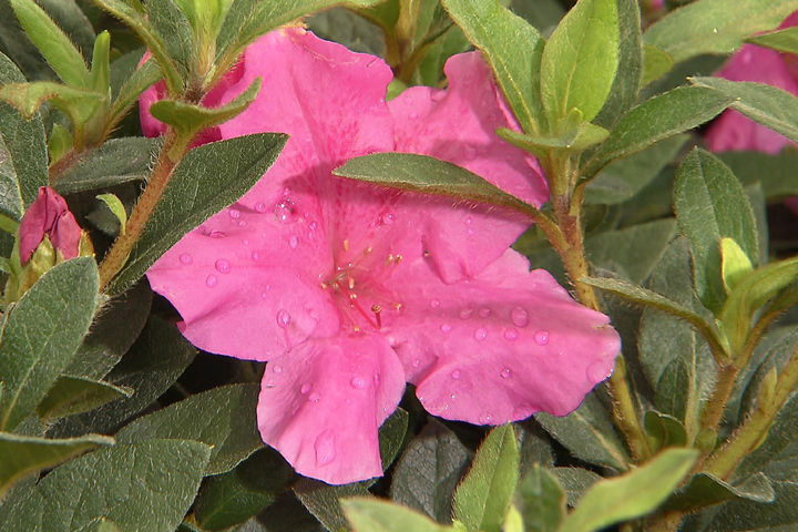 Pruning Encore azaleas