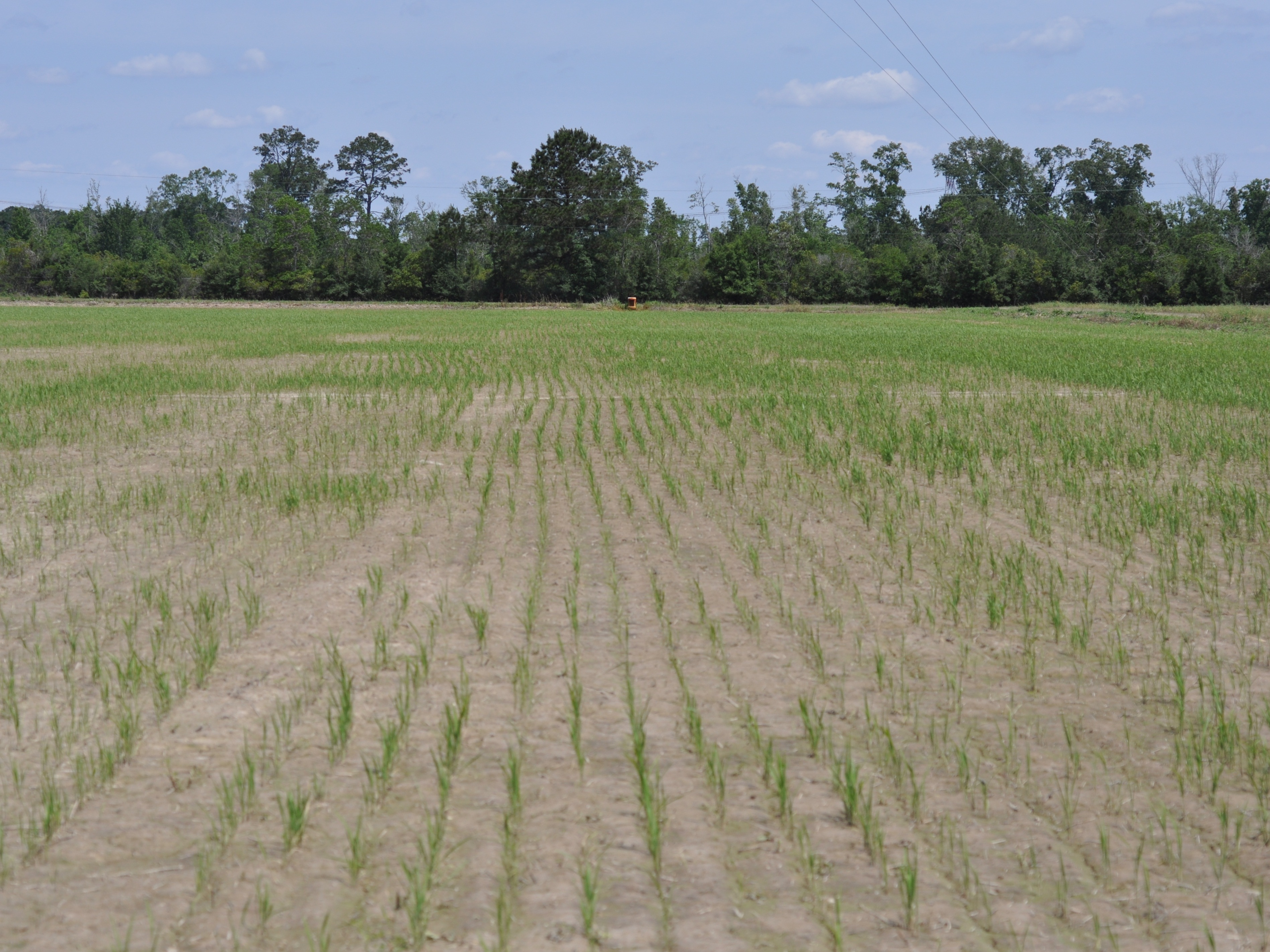 Sugarcane Beetle Infested Field