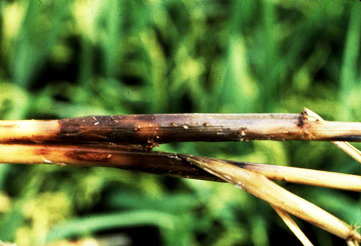 Symptoms of Crown Sheath Rot