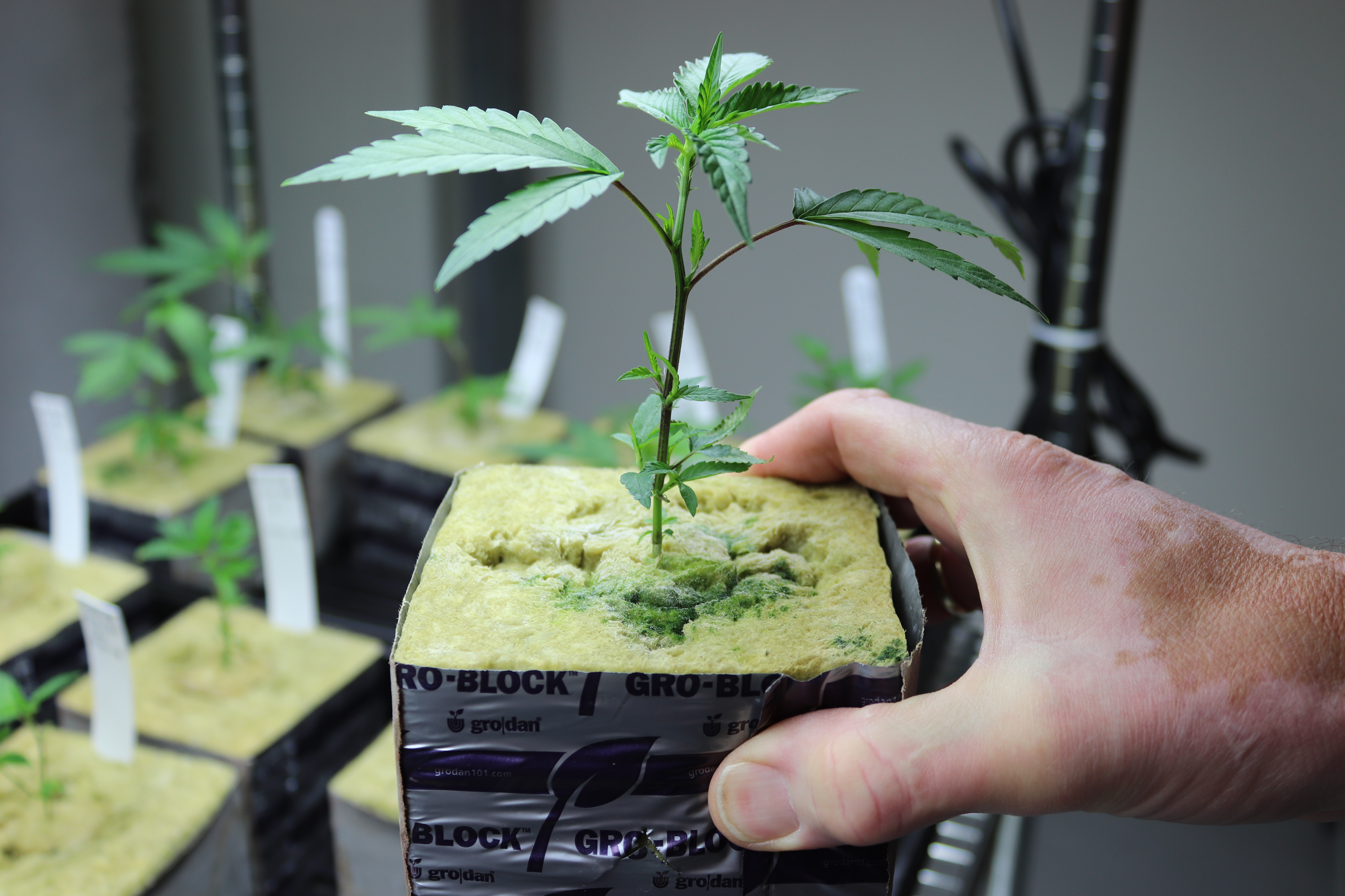 LSU AgCenter to start full-scale medical cannabis production