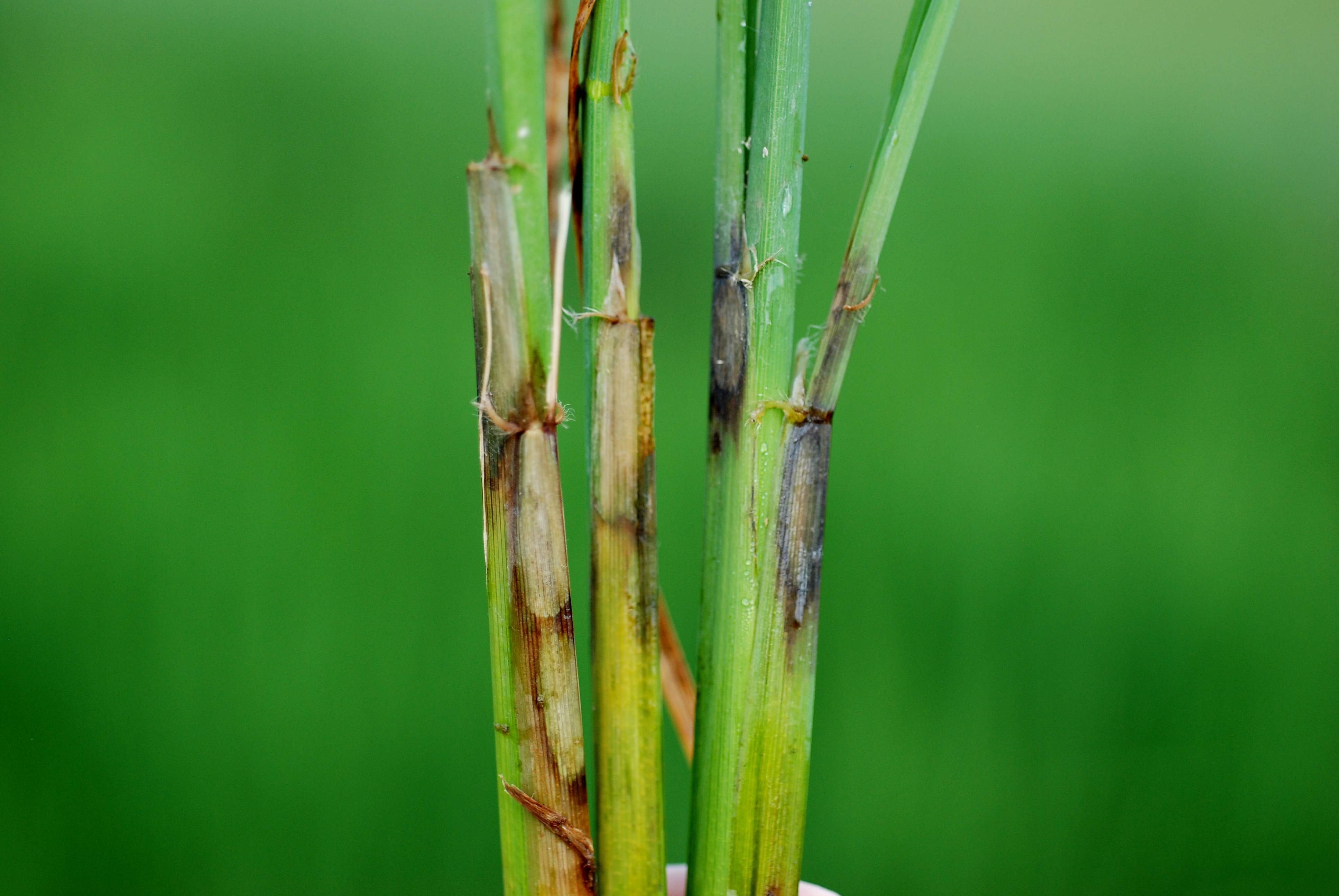 Severe Sheath Blight Damage