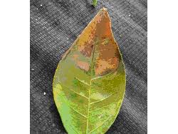 Working in the Landscape: Cupping in Citrus Leaves