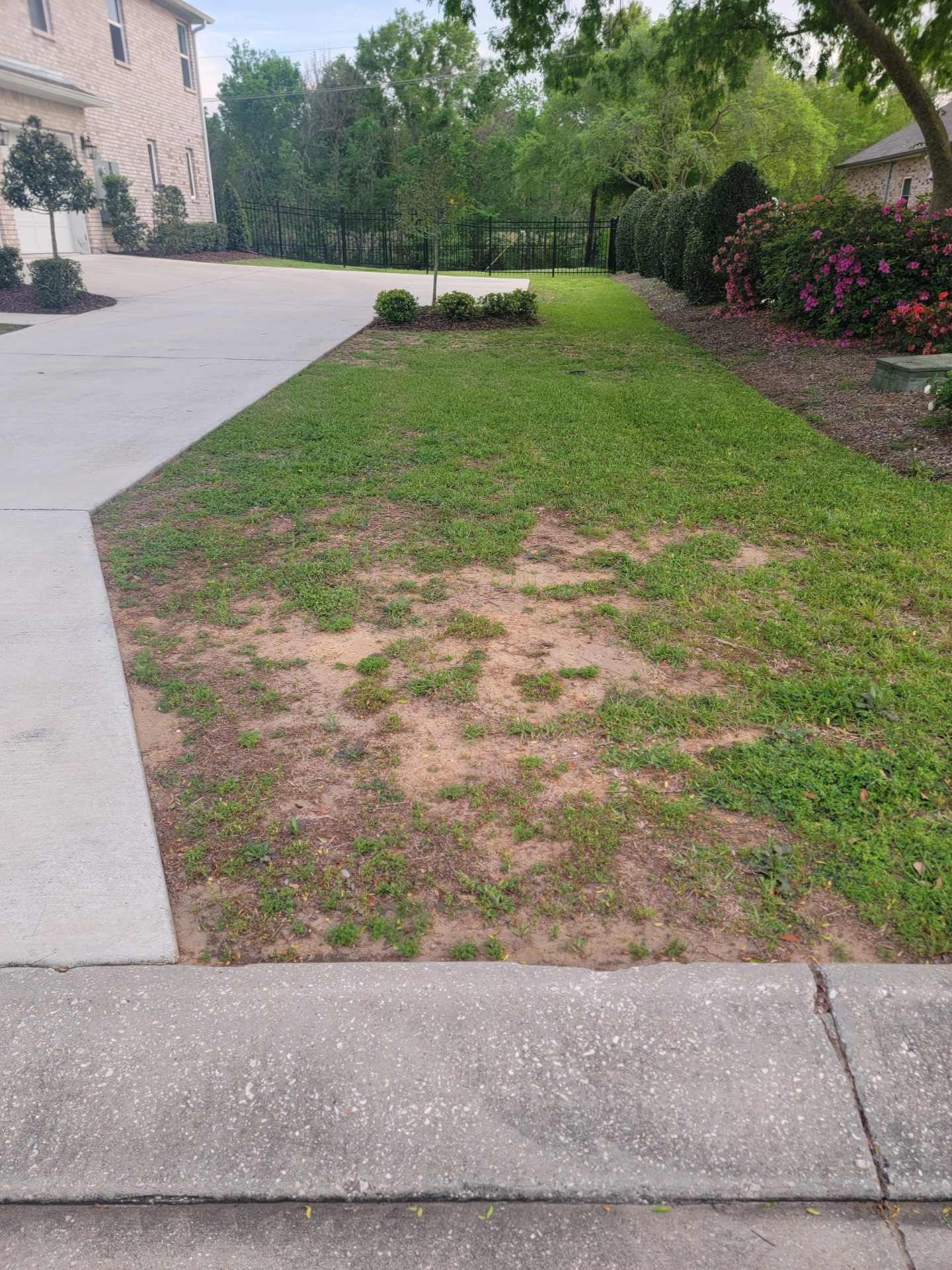 This is a picture of grass on a lawn.