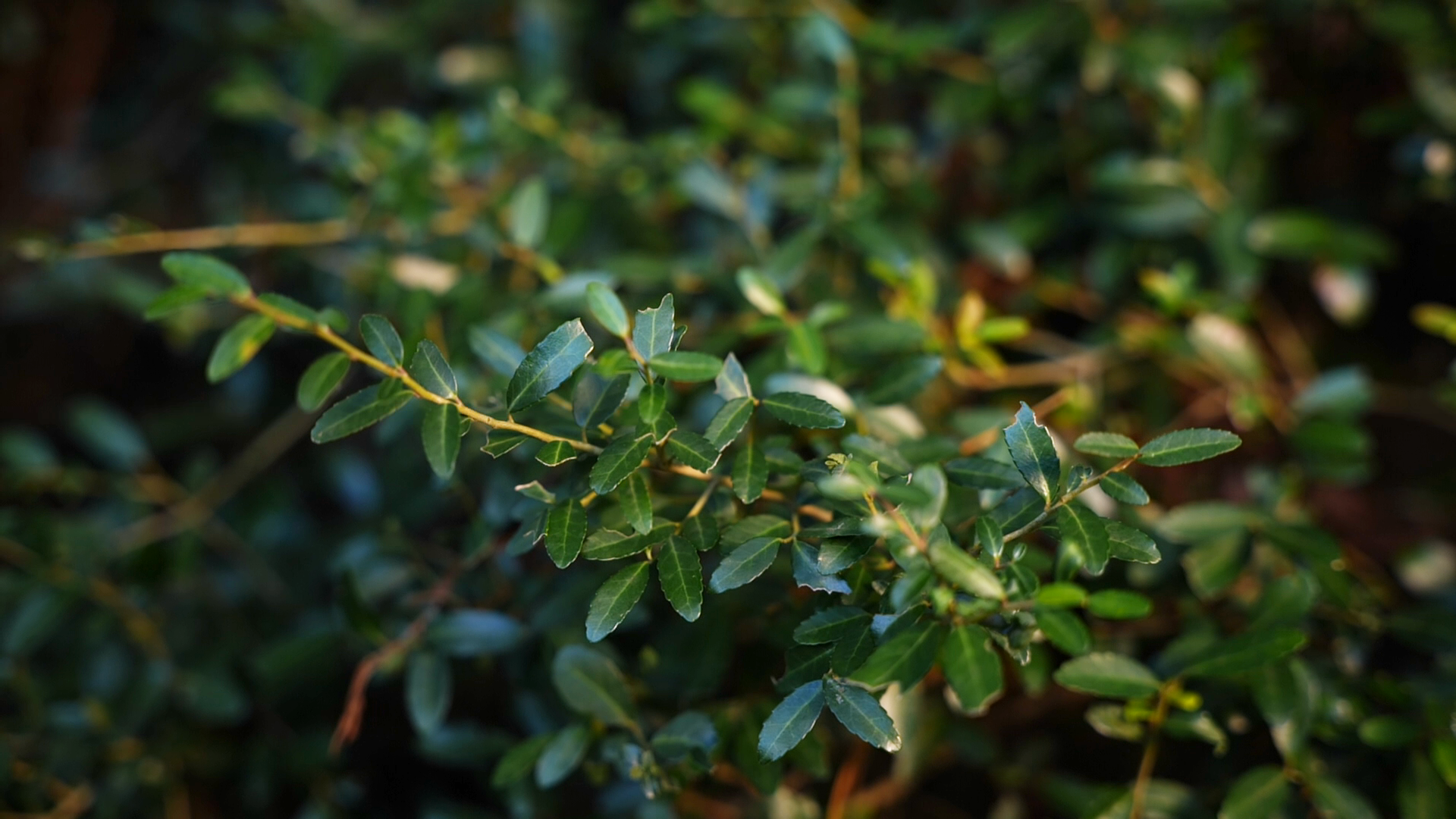 Get It Growing: Yaupon holly good replacement for littleleaf boxwood