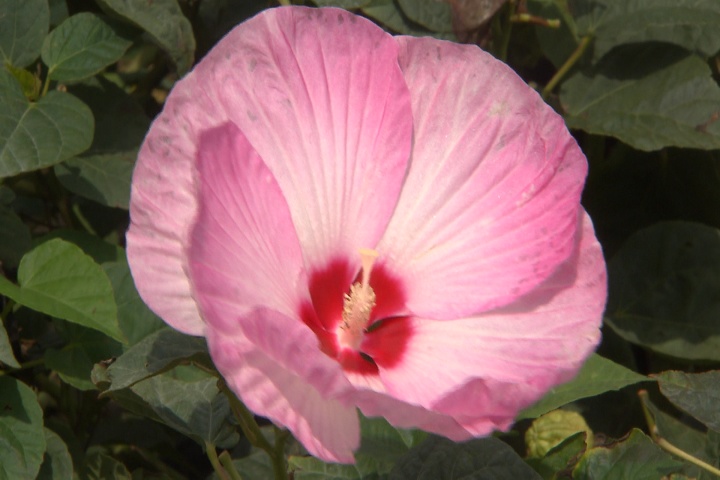 Luna hibiscus is perfect for Lousiana weather
