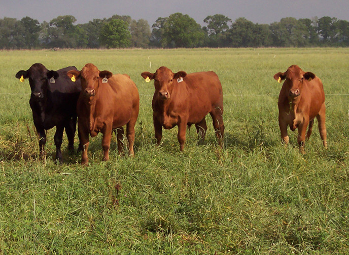 Economic Sustainability of Forage-Fed Beef Systems