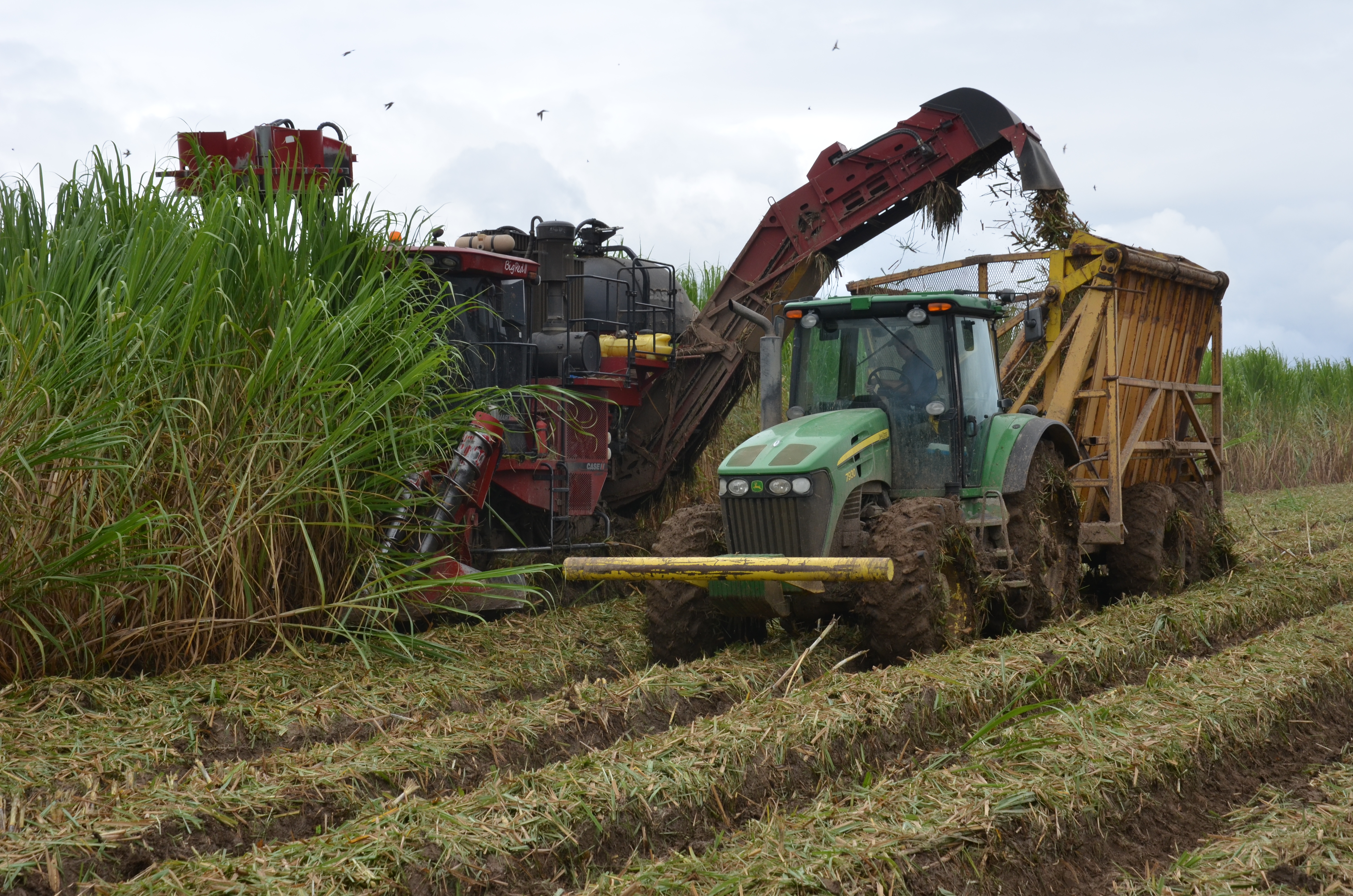 cane harvest