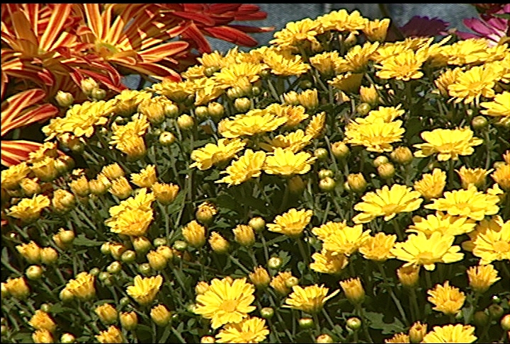 Choose garden mums for the landscape