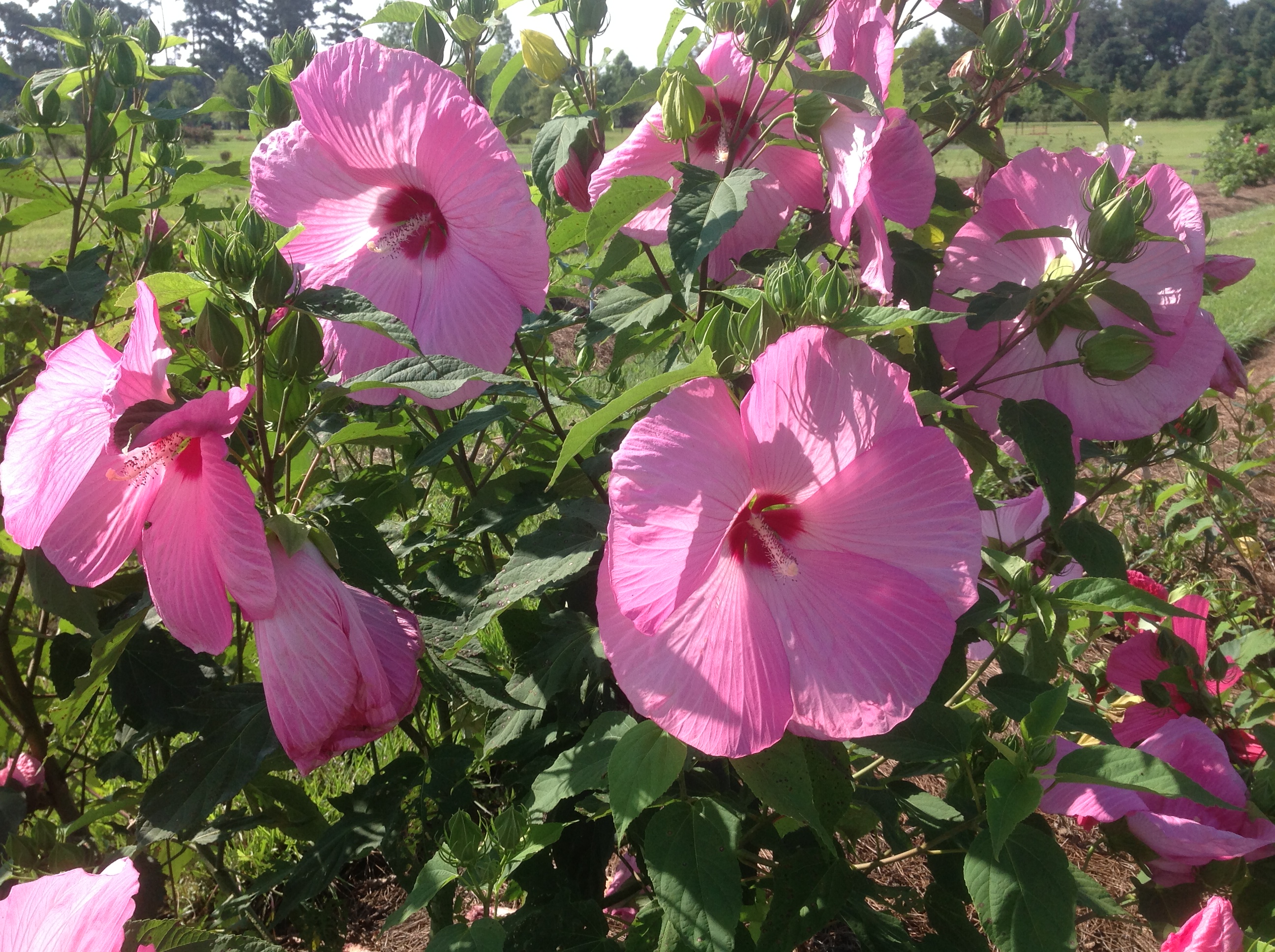 Louisiana gardeners have many hibiscus choices