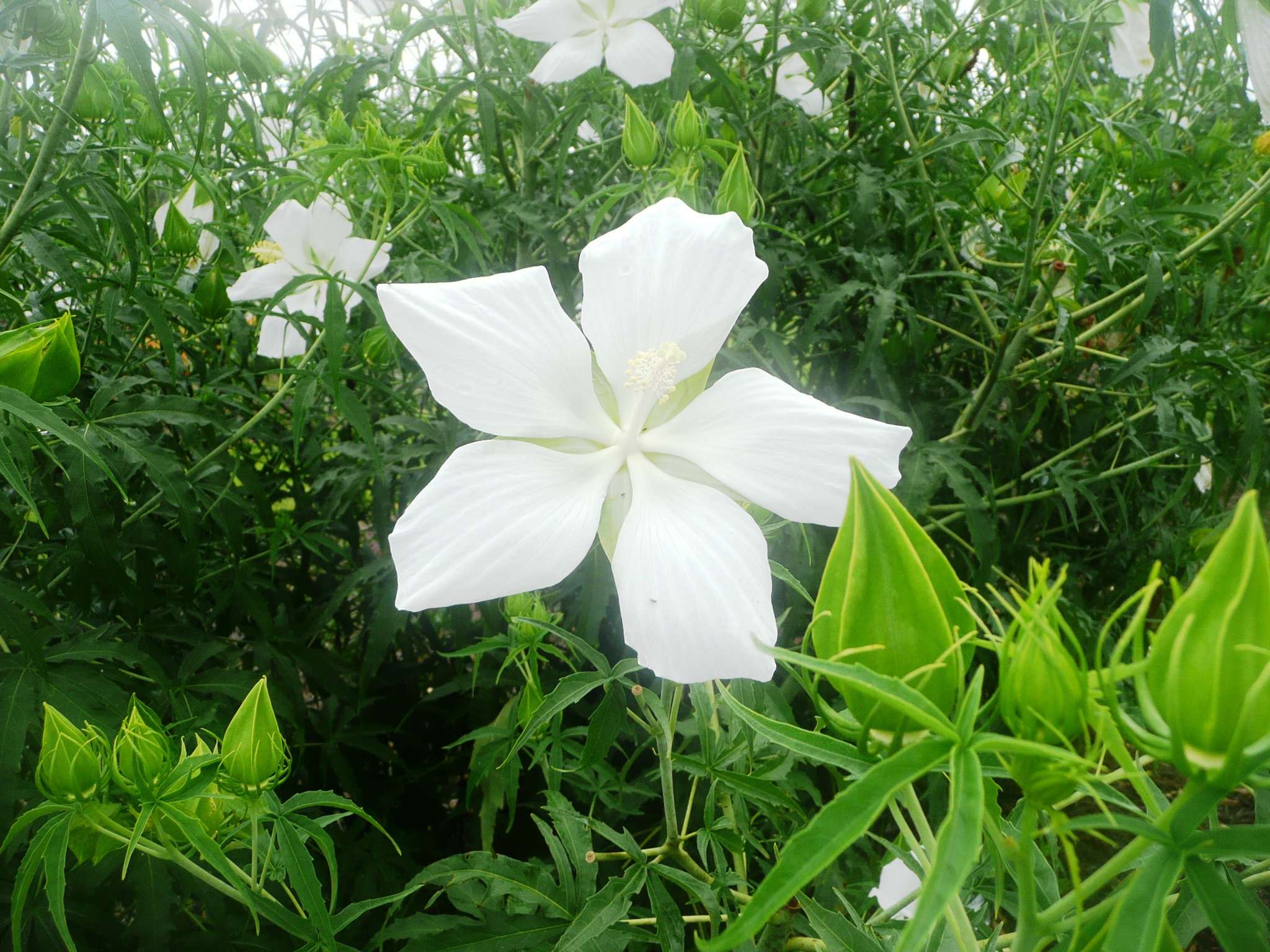 Texas Star hibiscus