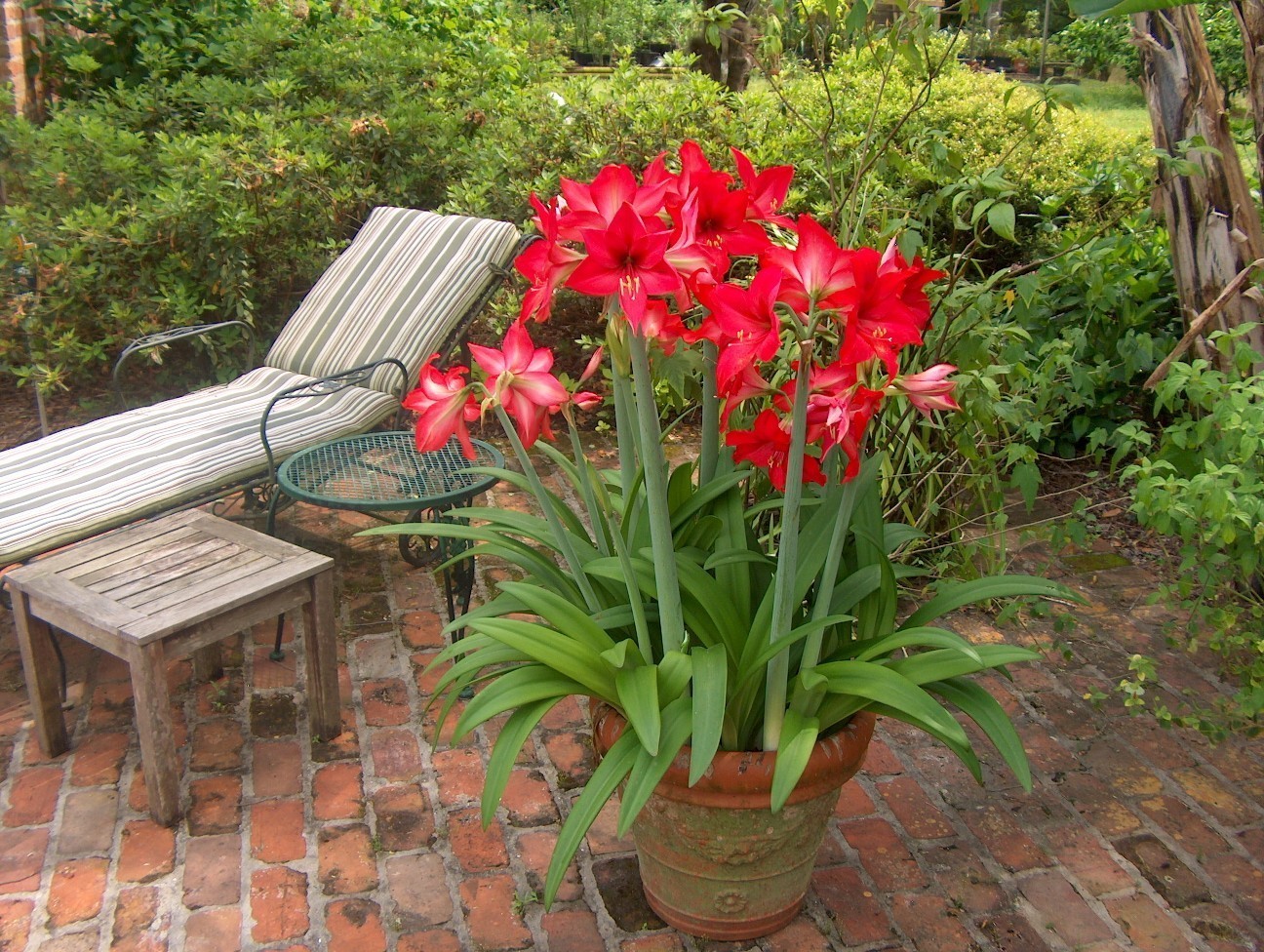 Addressing disease in amaryllis plants