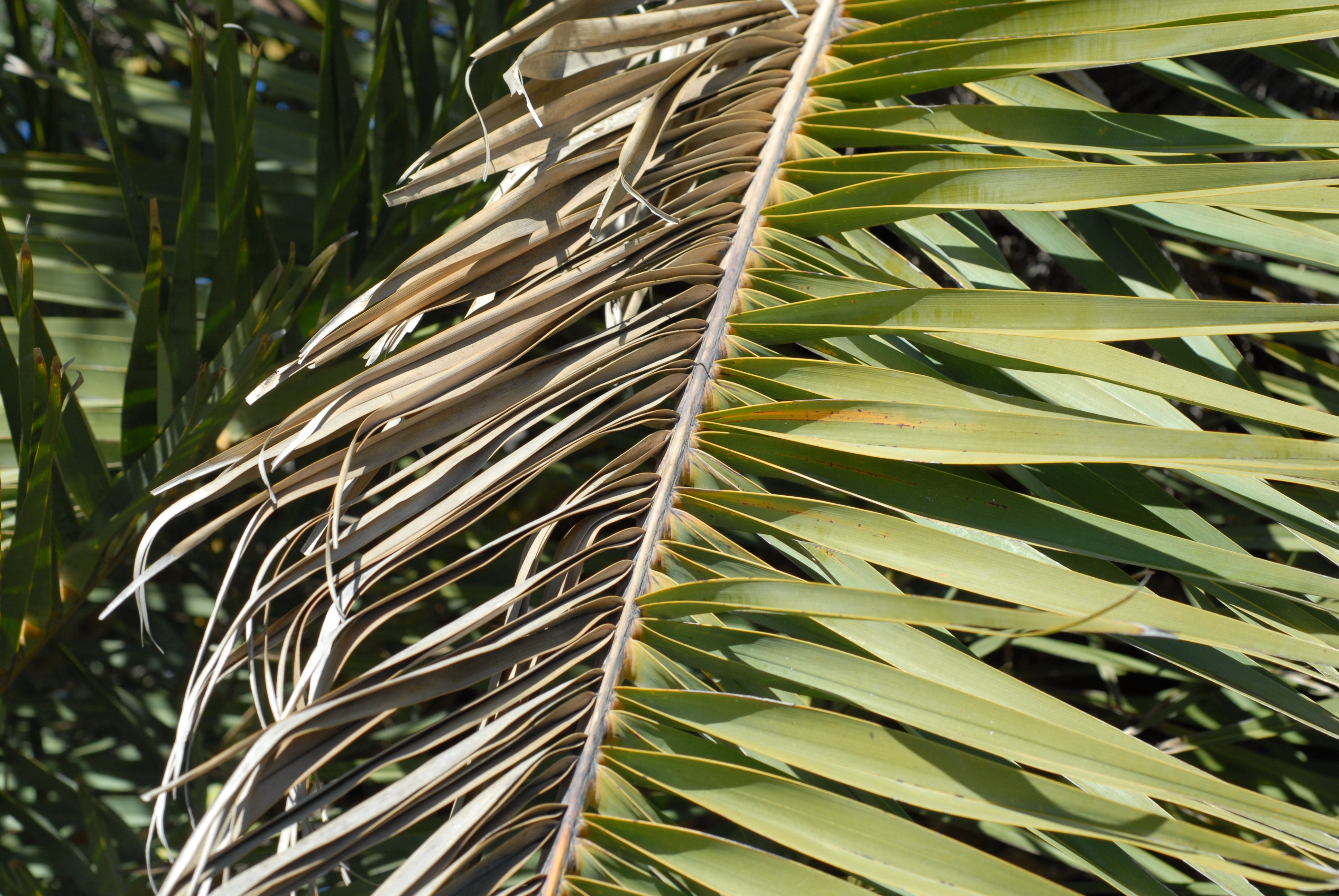 Lethal palm disease found in New Orleans