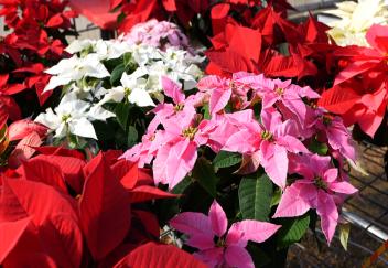 Poinsettias have colorful history and are intersting plants