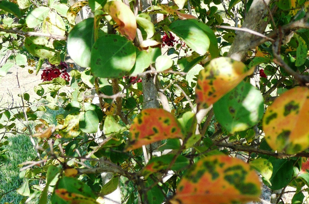 Summertime crape myrtle questions answered