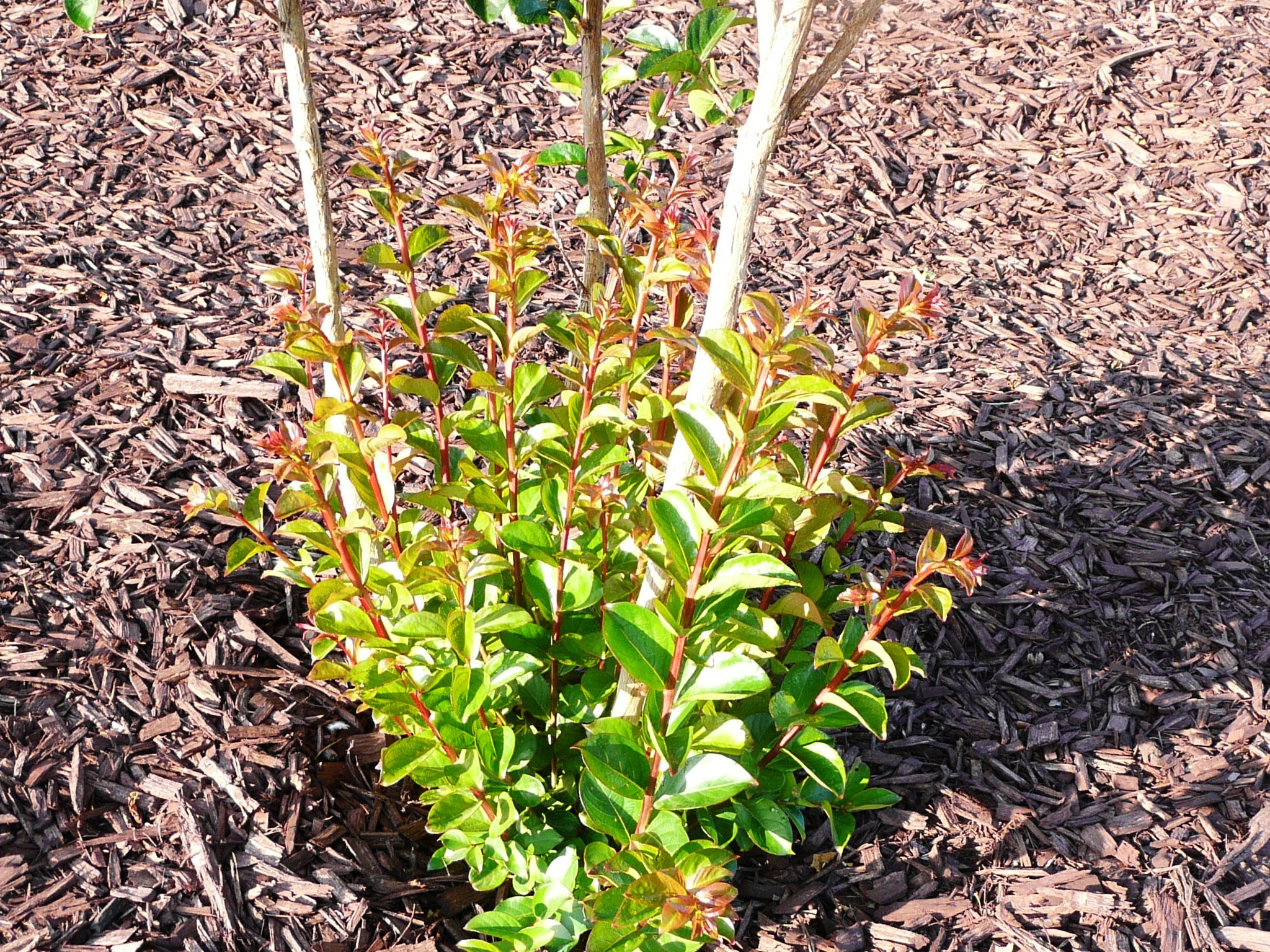 suckers on crape myrtle