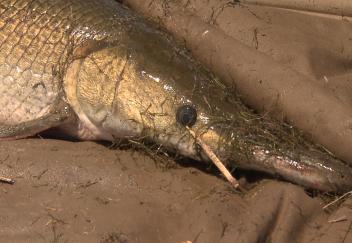 Alligator Gar Research