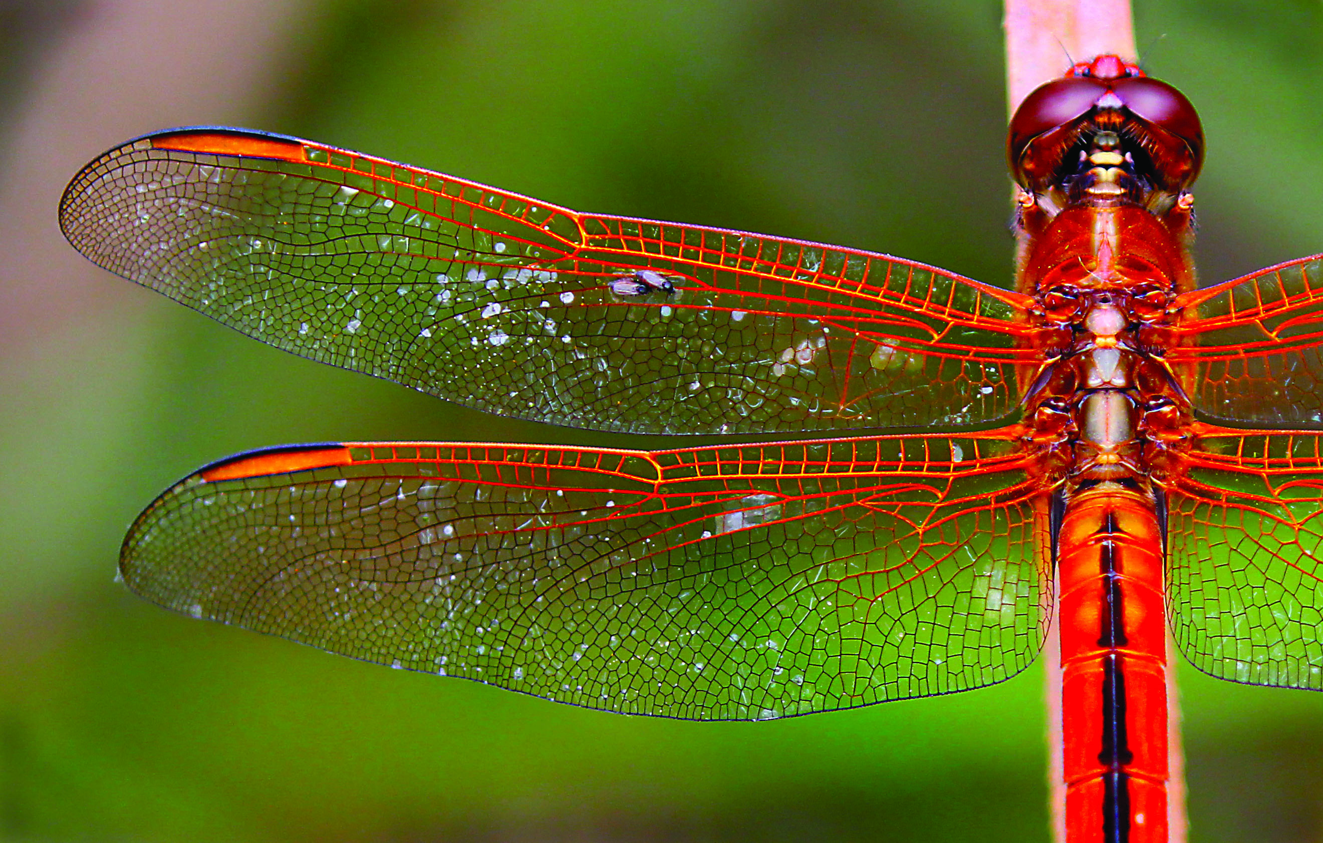 Managing Insects for Peace and Prosperity