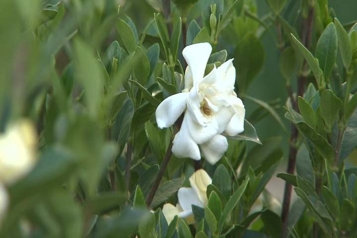 Dont prune gardenias until late May early June