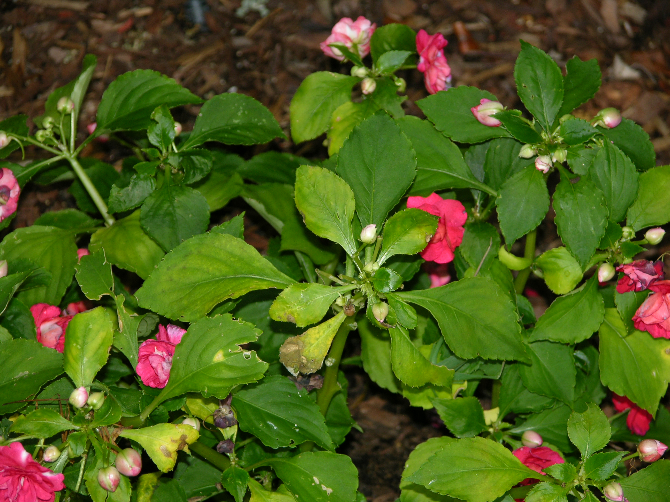 New disease infects Louisiana impatiens