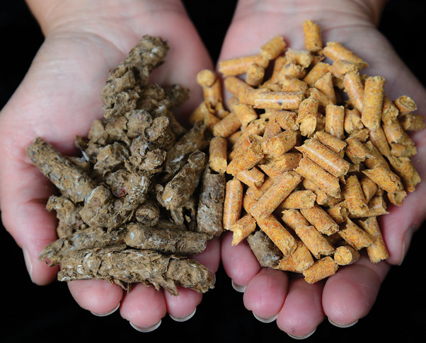 A Comparison of Bedding Sources for Commercial Broiler Production