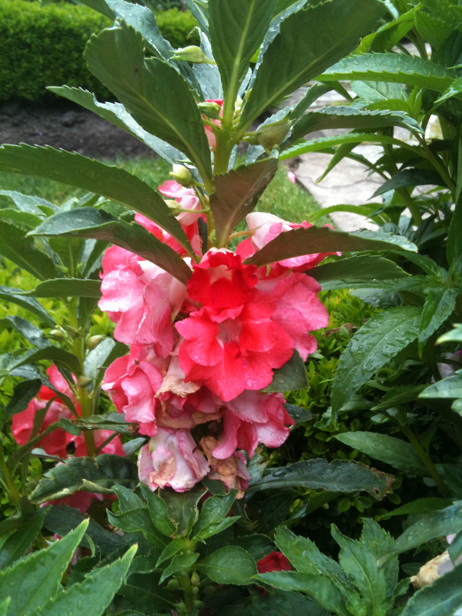 Take advantage of volunteers in the garden