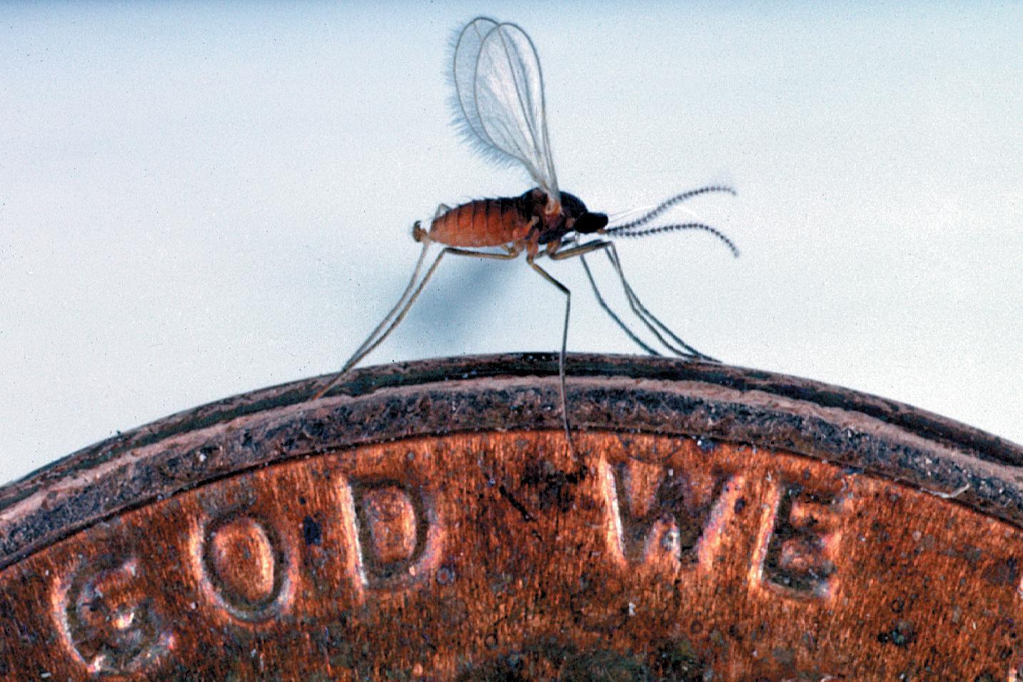 Sorghum Midge in Northeast Louisiana