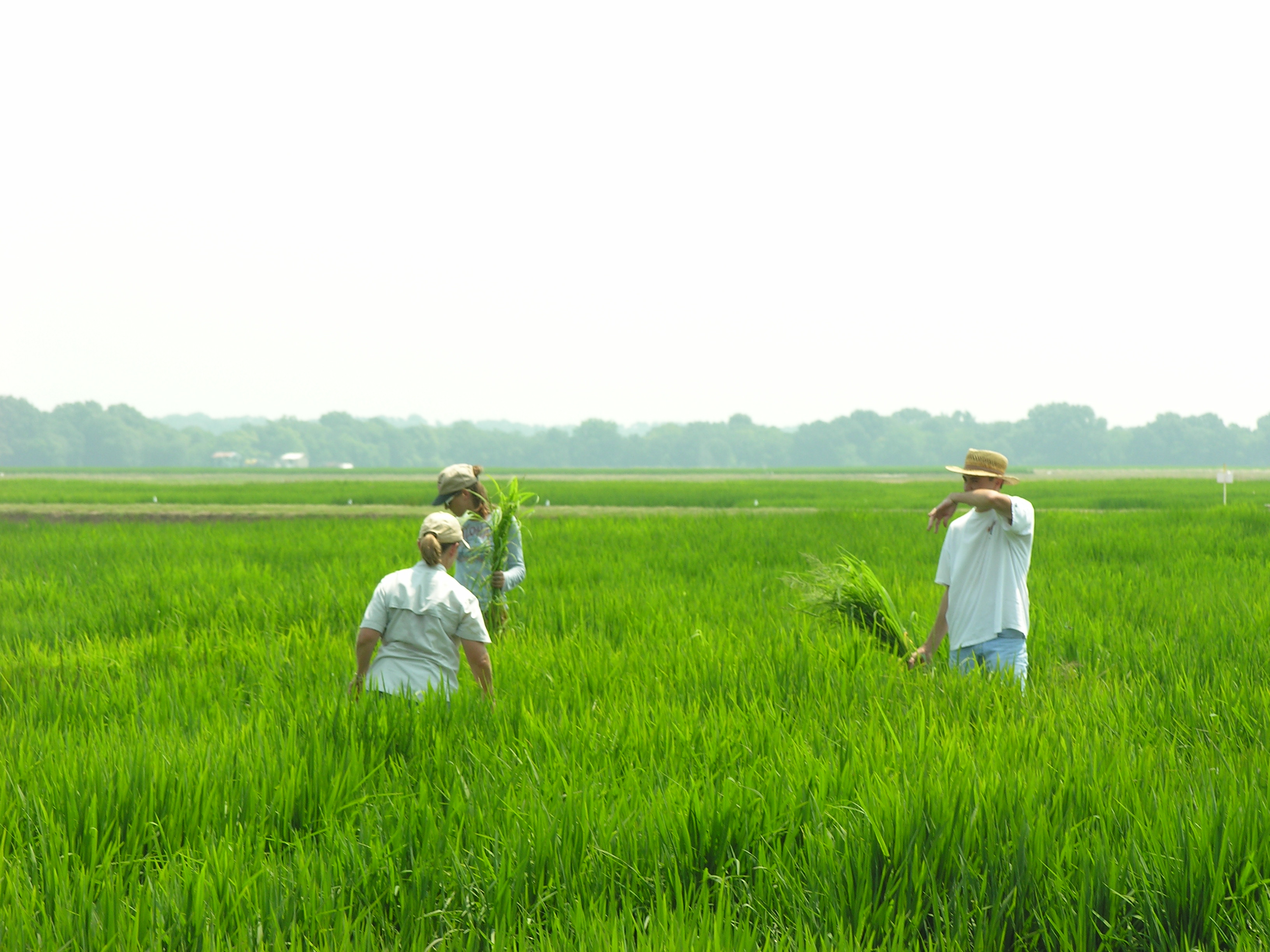 Plant Pathology Field Work
