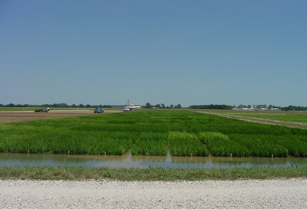Breeding Etiological Epidemiological and Biotechnological Research for Controlling Rice Diseases