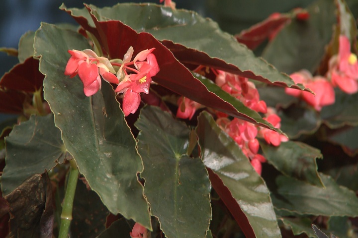 Begonias offer incredible variety for shade gardens