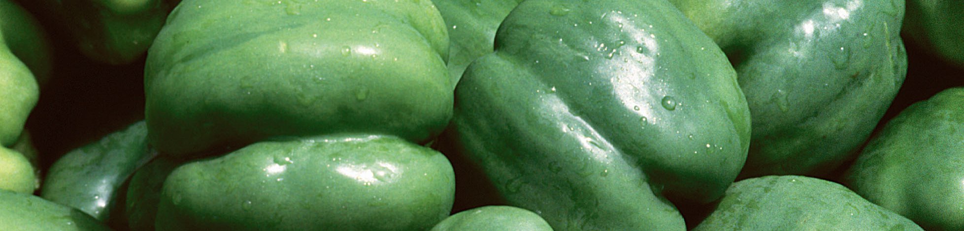 Summer Vegetable Gardening