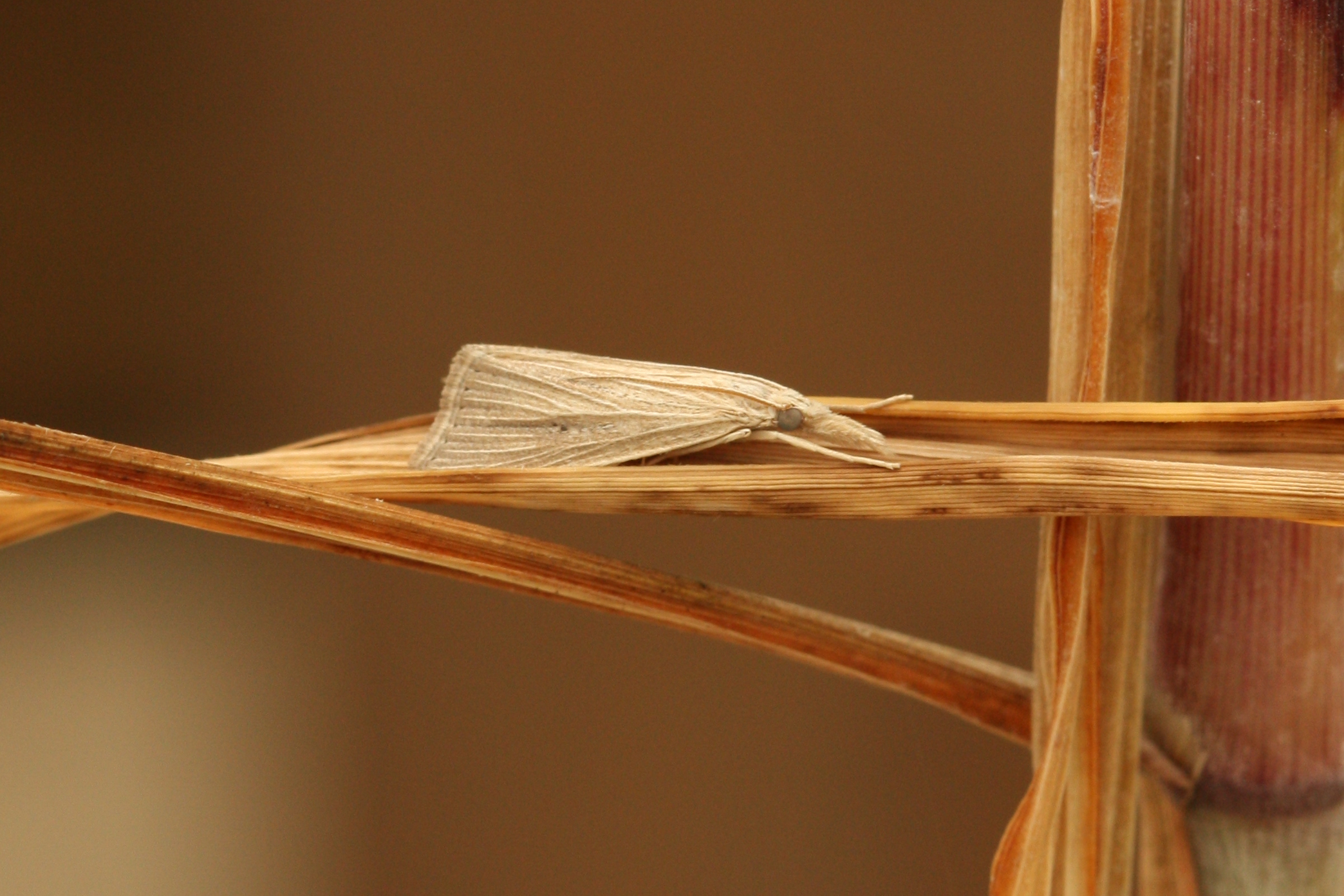 Mexican rice borer extends reach into Louisiana