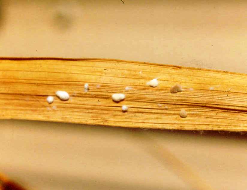 Older Sheath Blight Leaf Lesion