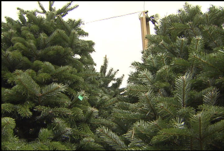 How to find the best Christmas tree