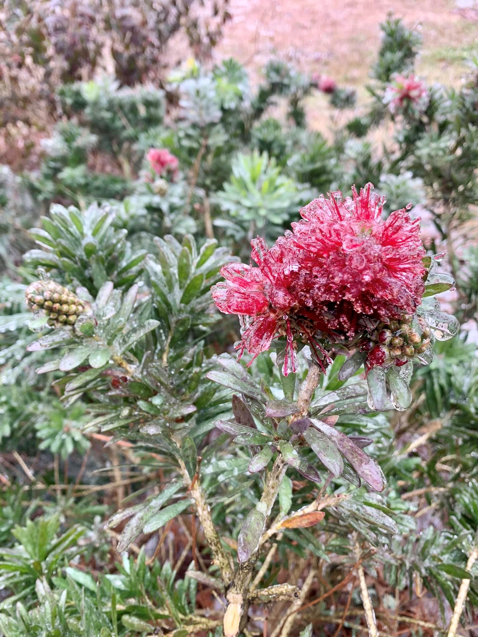 Bracing for cold in the garden 