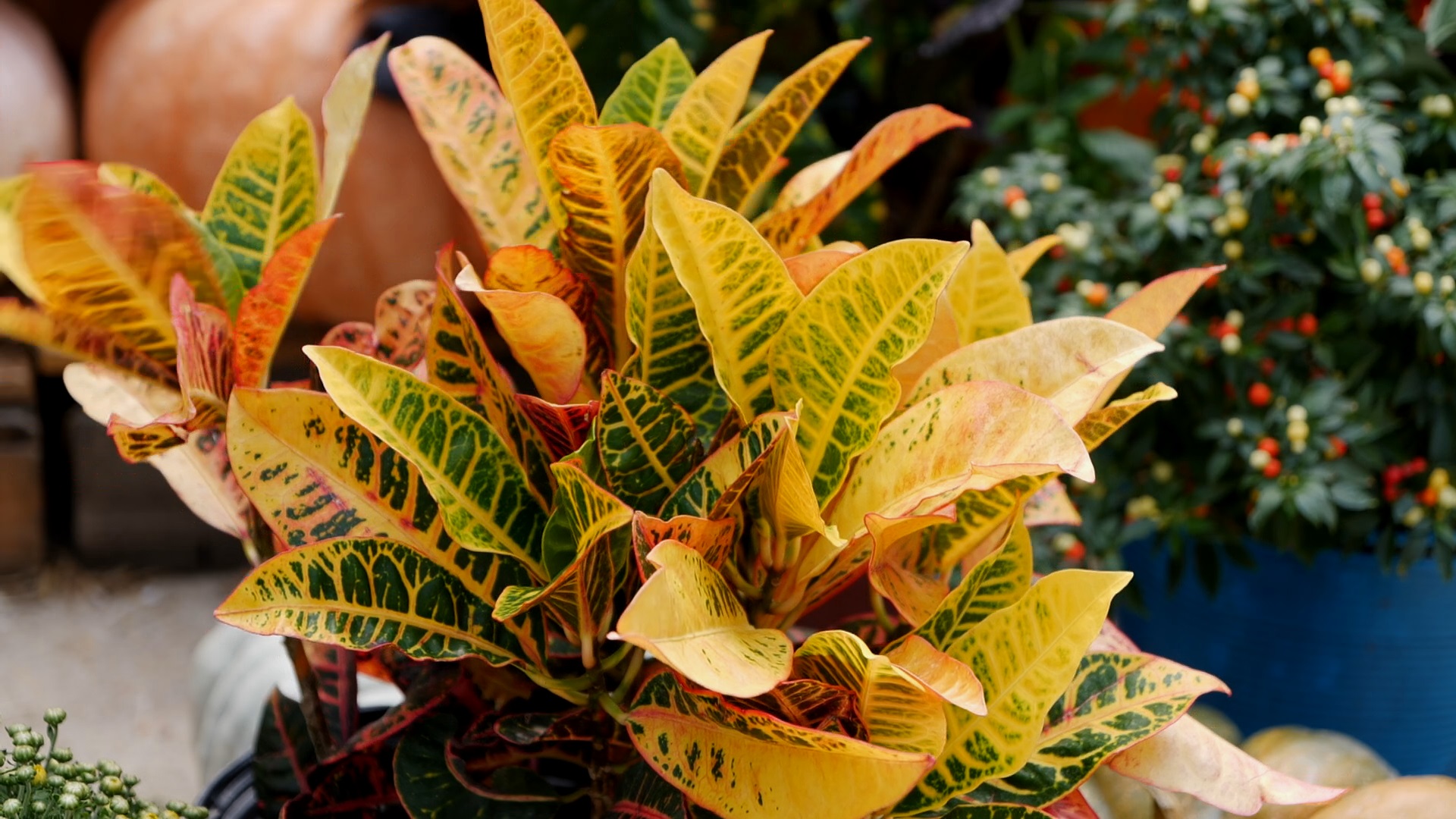 Get It Growing: Time for fall color