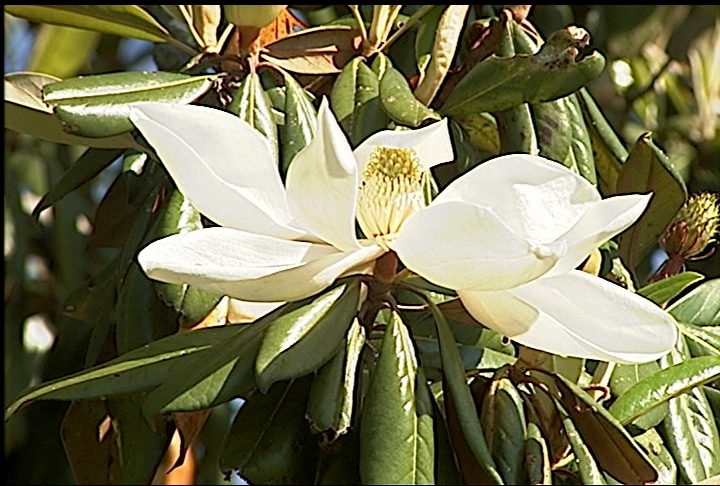 Southern magnolia trees shed dying, yellow leaves