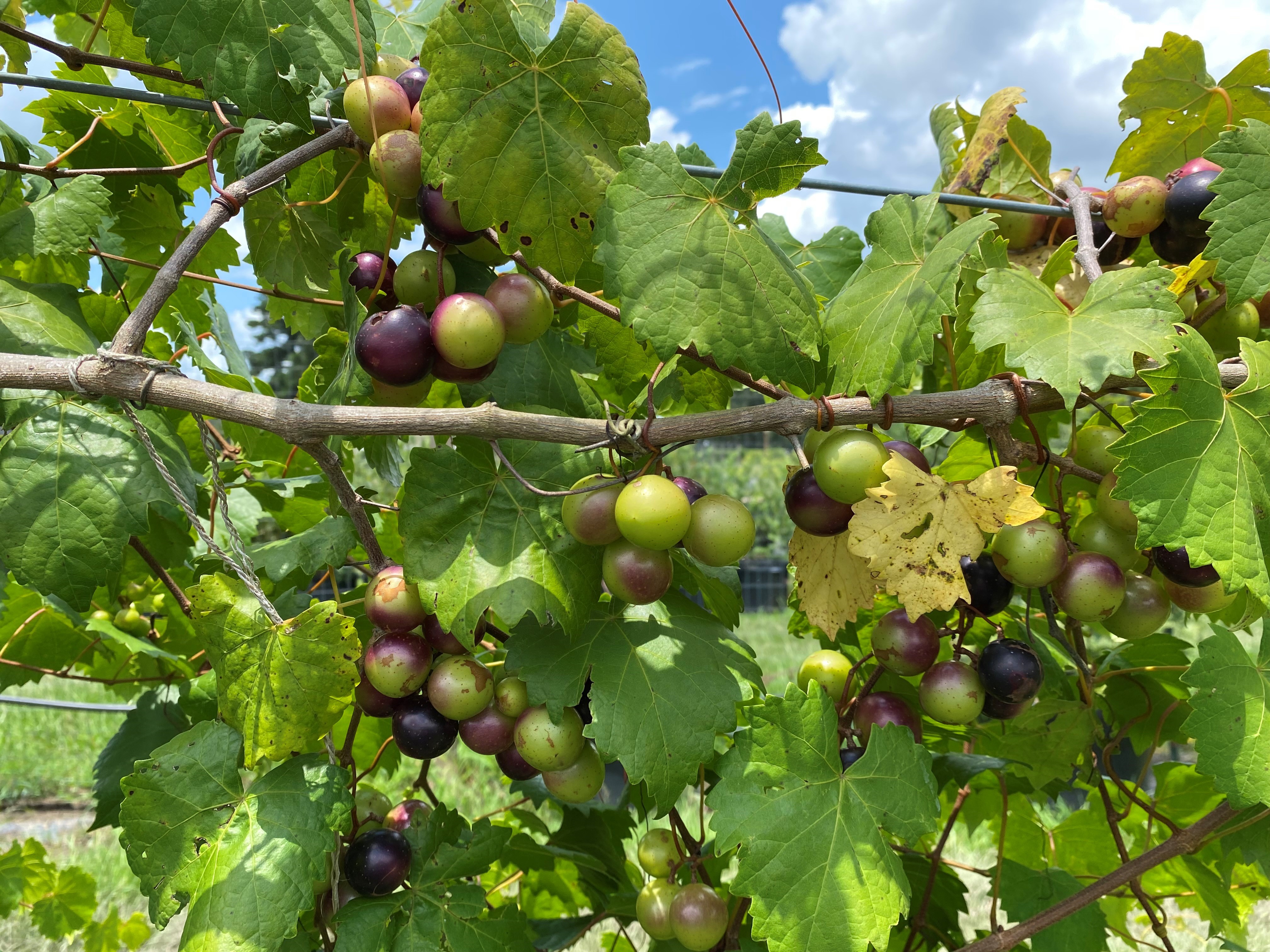 ‘Grape’ expectations: It’s muscadine time in Louisiana