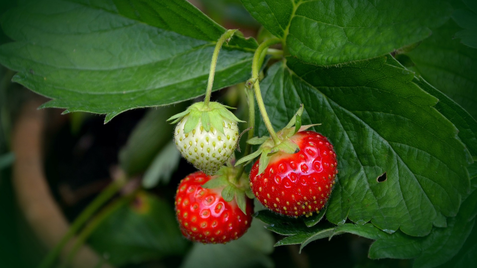 Get It Growing: Here’s how to grow strawberries