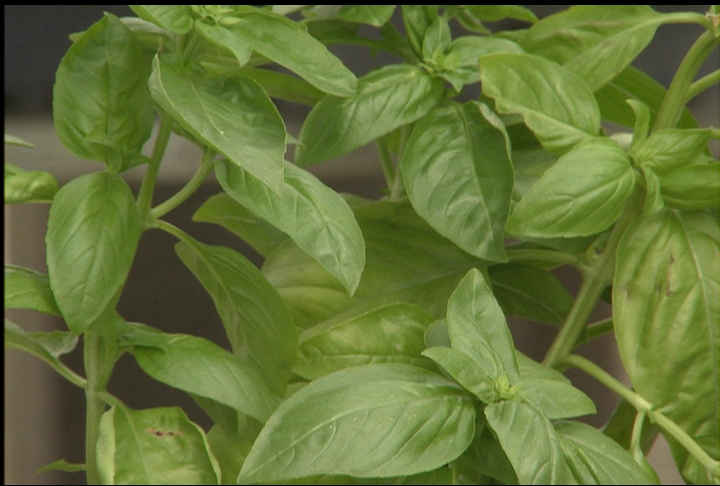 Choose best herbs for your garden