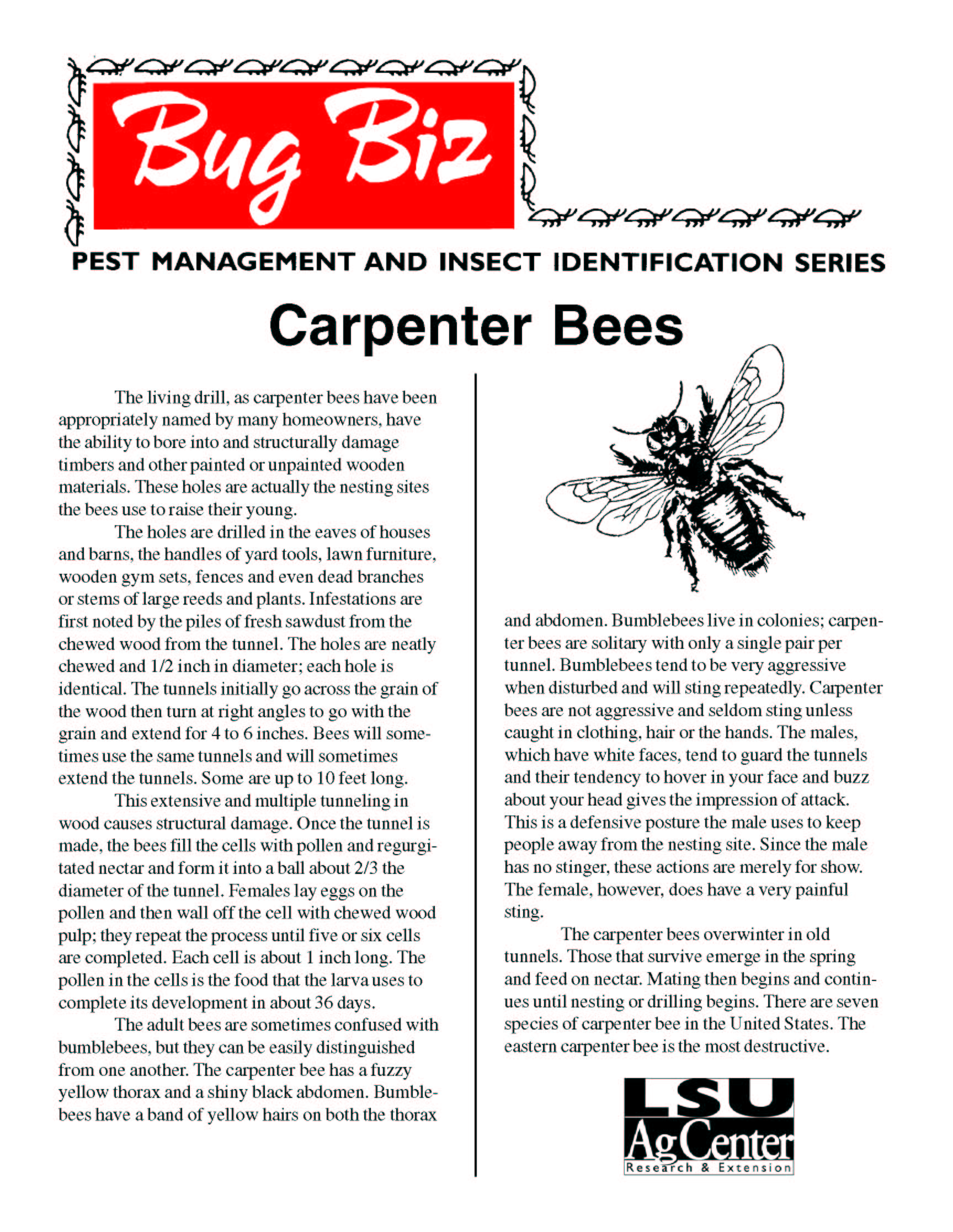 Bug Biz: Carpenter Bees