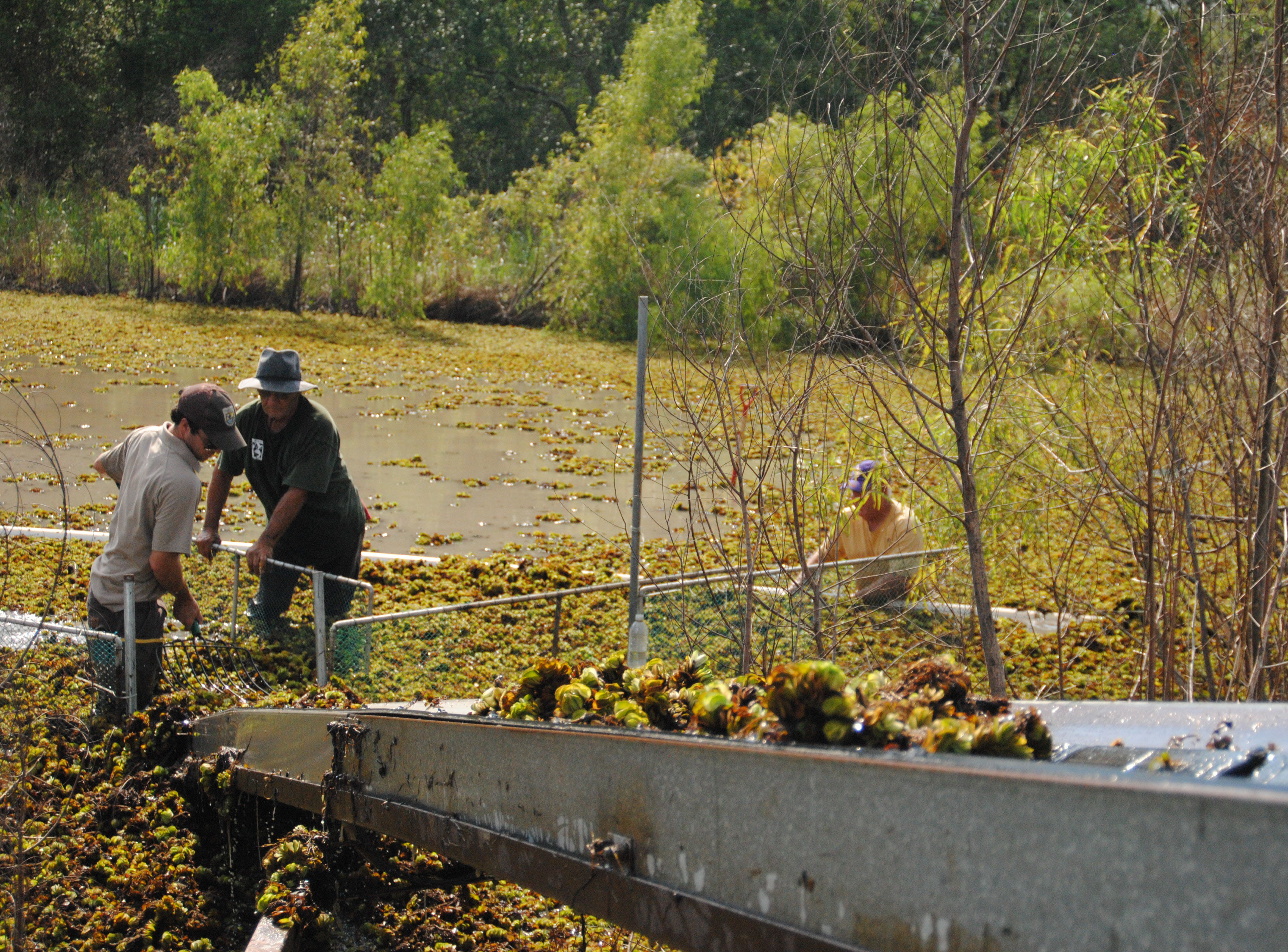 Researchers continue quest to rid Louisiana waterways of salvinia