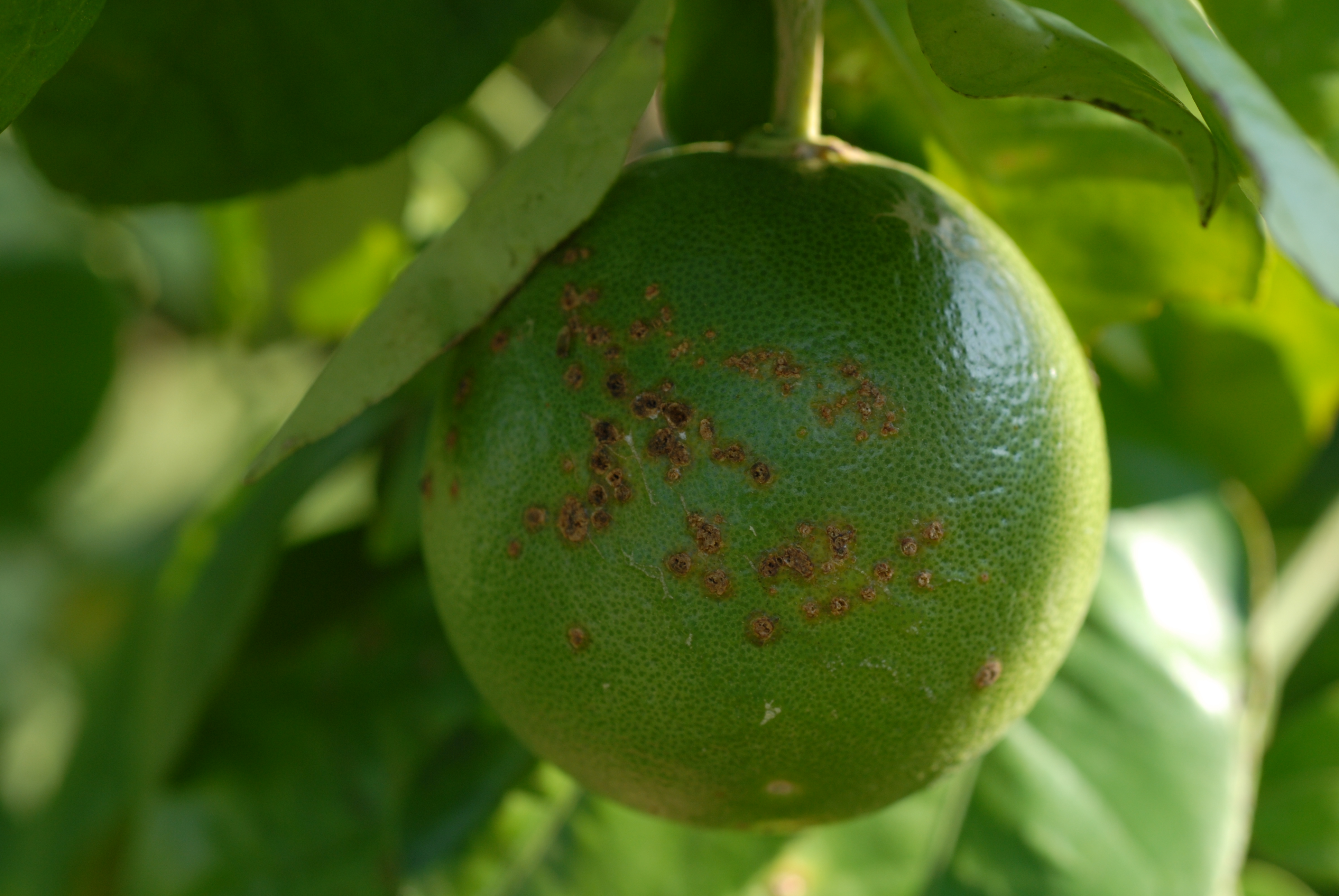 lesions on fruit